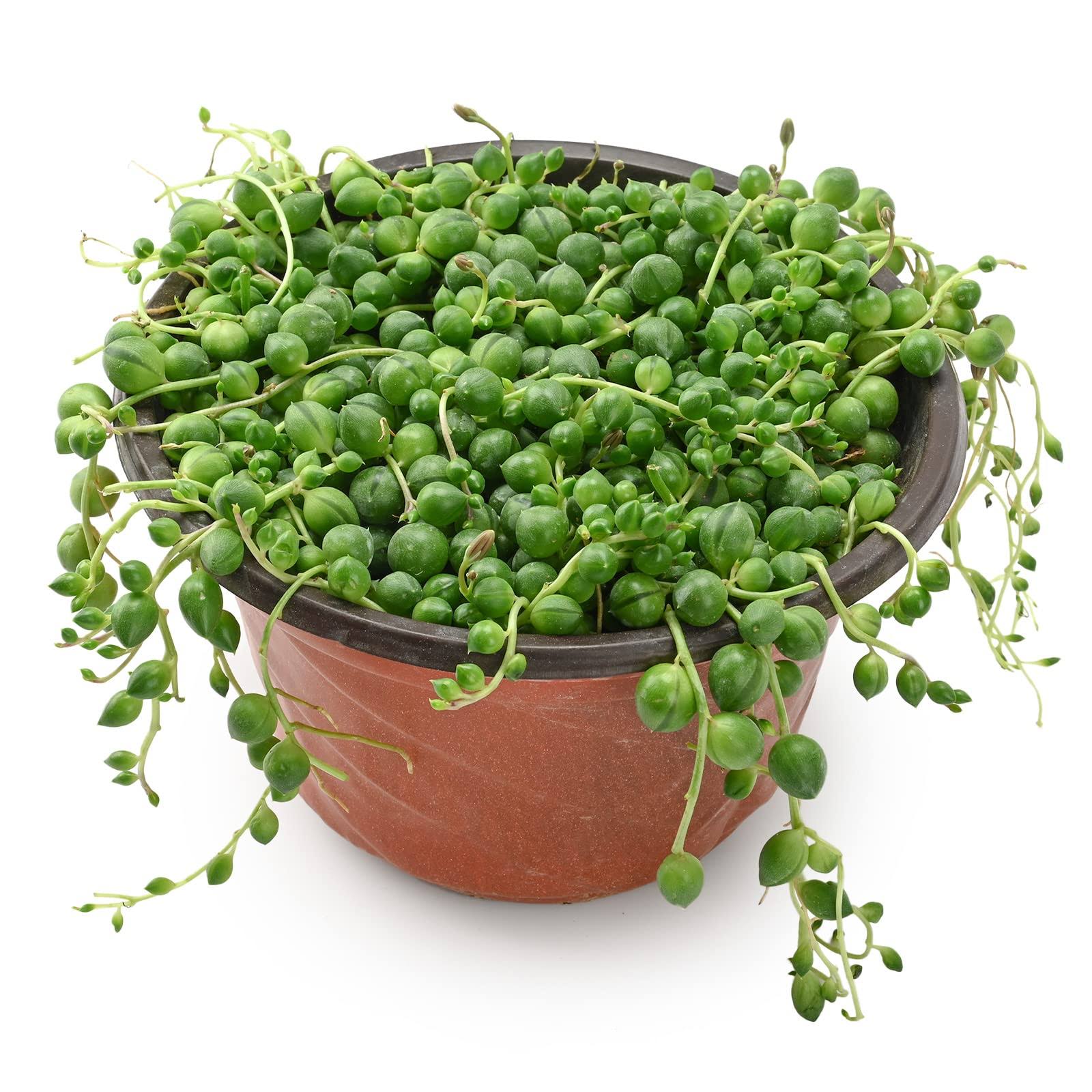 Sprout N Green 4" String of Pearls, Live Trailing Succulent Fully Rooted in Pots with Soil Mix - Product image 1