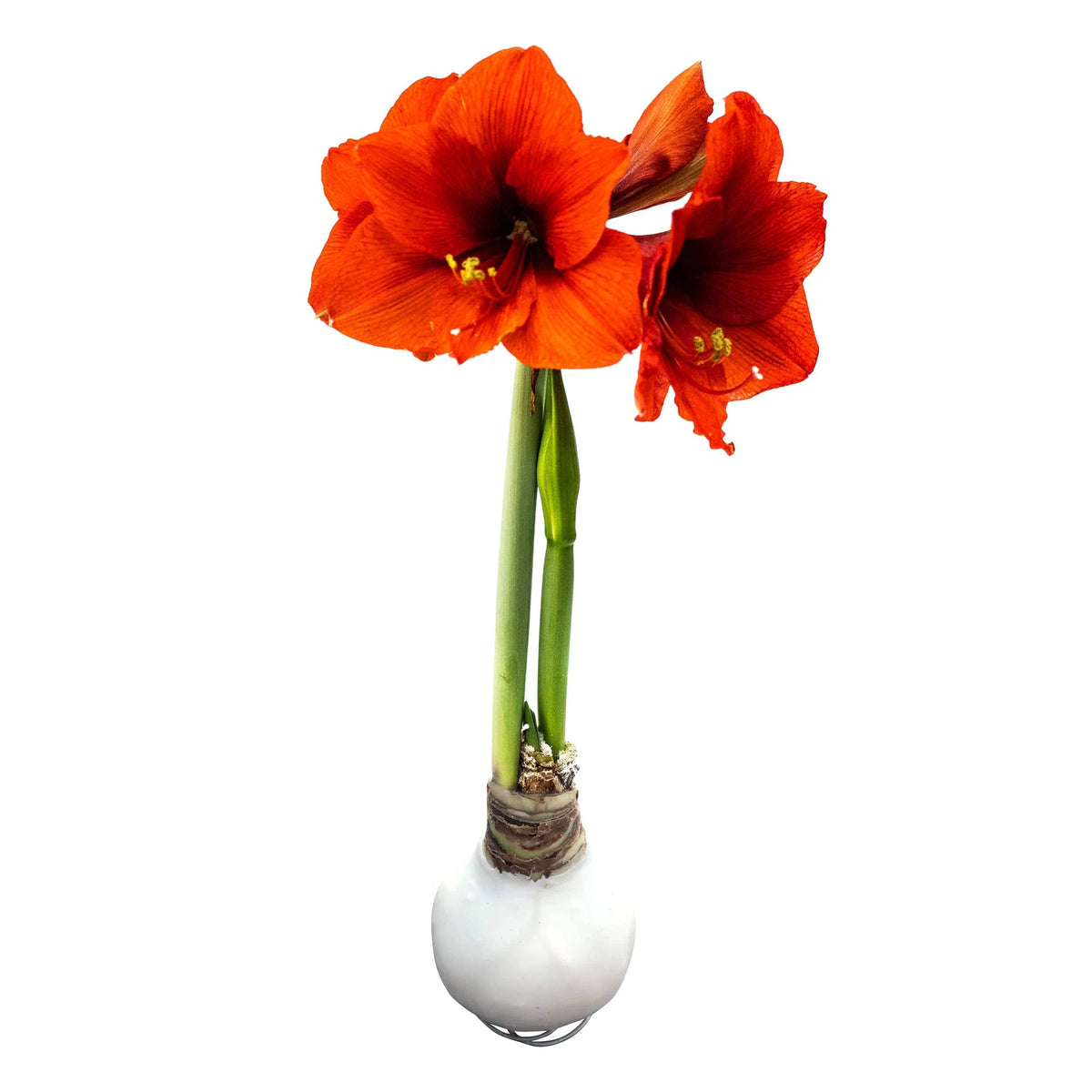 Waxed Amaryllis Bulb - White - Easy Care - No Watering Needed! Beautiful Live Decor - Product image 1